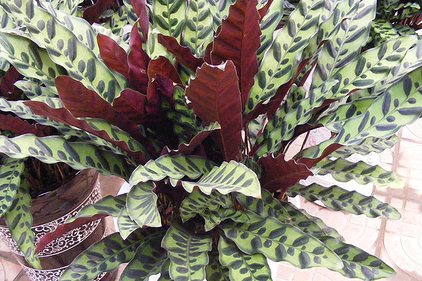 貓眼竹芋葉子發(fā)黃怎么辦