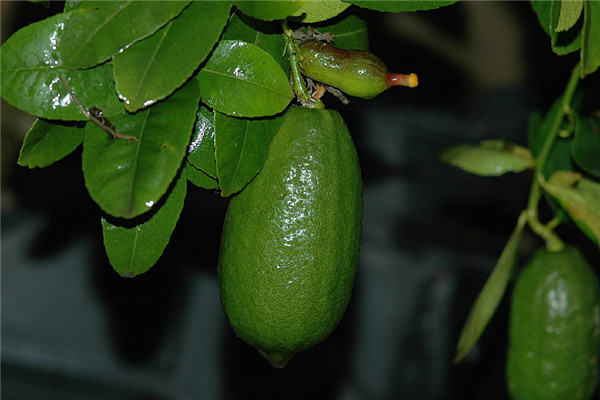 香水檸檬的葉子發(fā)黃怎么辦