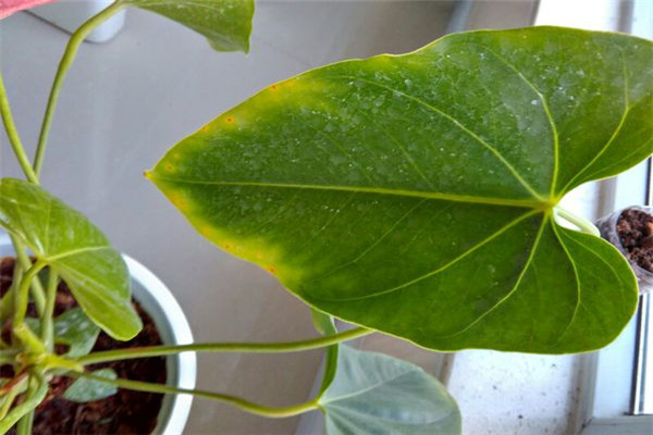 粉掌葉子發(fā)黃怎么辦