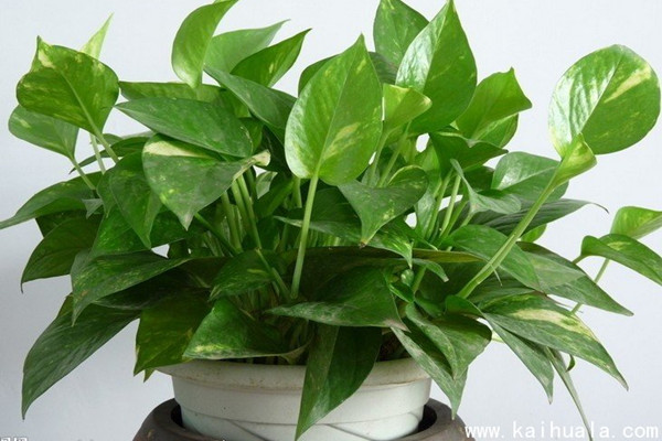 冬天綠蘿老黃葉，教你幾招就變綠