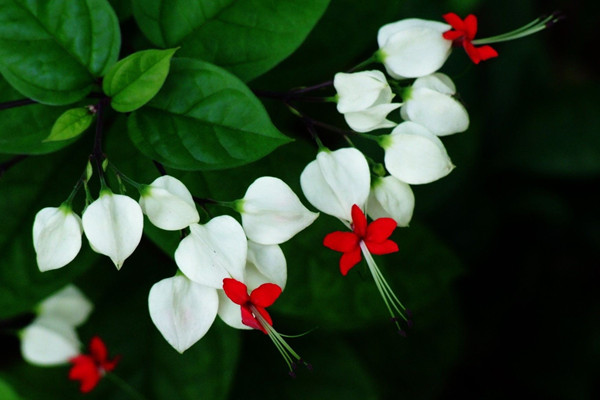 龍吐珠葉子發(fā)黃怎么辦