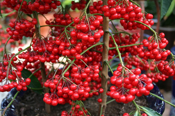 朱砂根（富貴籽）常見問題及解答