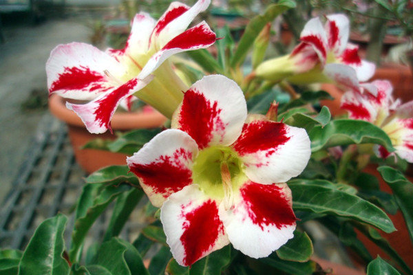 沙漠玫瑰為什么不開花