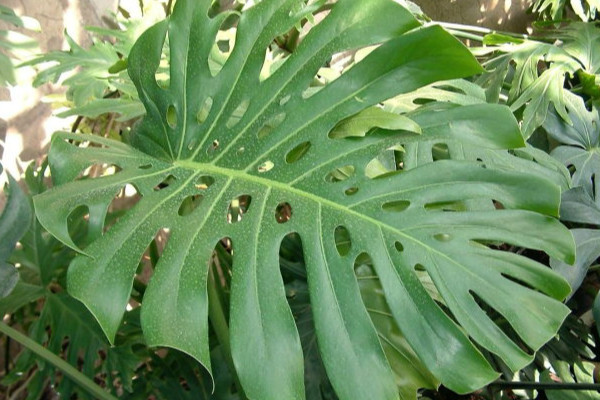 春羽葉子發(fā)黃怎么辦