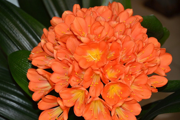 吊蘭綠蘿…花卉冬季死亡原因，不看就悔死了