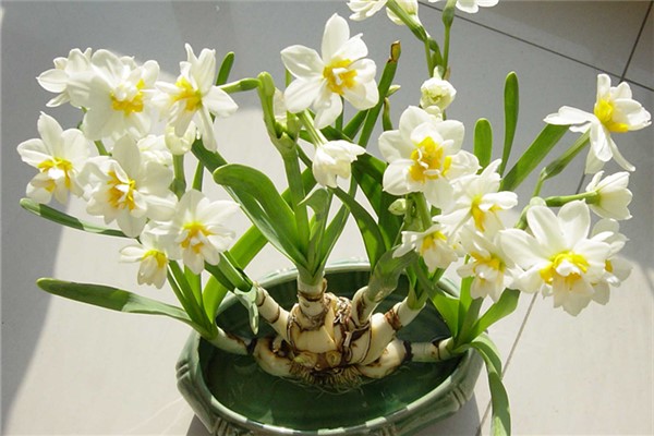 球根腐爛、凍傷怎么辦？