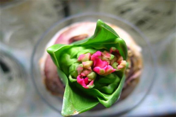 風(fēng)信子夾箭怎么辦