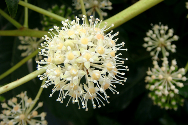 八角金盤(pán)常見(jiàn)蟲(chóng)害及其防治