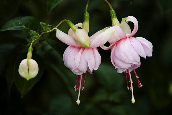 倒掛金鐘的常見(jiàn)病蟲(chóng)害及其防治
