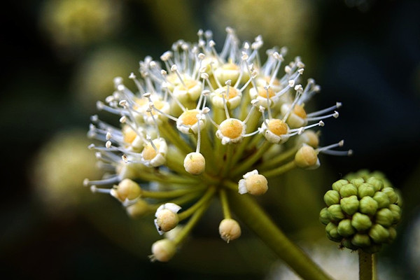 八角金盤掉葉子怎么辦