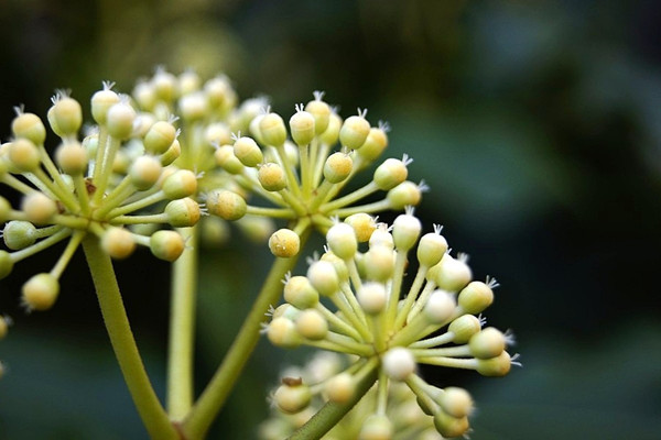 八角金盤(pán)常見(jiàn)病害及其防治