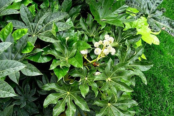 八角金盤葉子下垂怎么辦