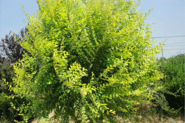 榆樹(shù)的常見(jiàn)病害及其防治