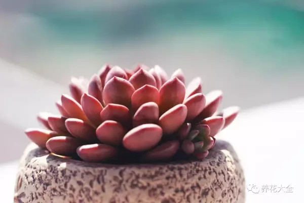 多肉葉子發(fā)軟發(fā)蔫一碰就掉，到底怎么回事