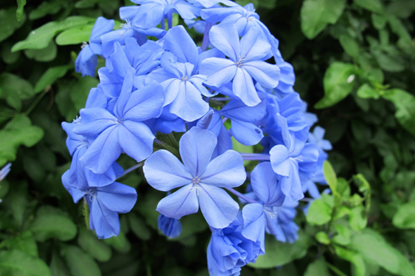 藍(lán)花丹的病蟲(chóng)害及其防治