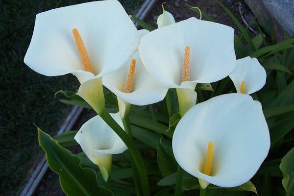 馬蹄蓮為什么不開花