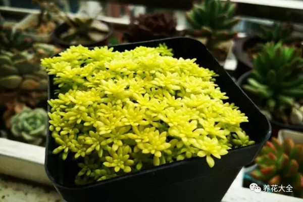 你家植物長瘋了，這未必是什么好事