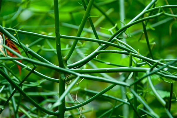 光棍樹(shù)的病蟲(chóng)害及其防治