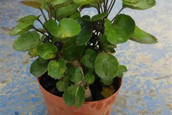 福祿桐葉子發(fā)黃怎么辦