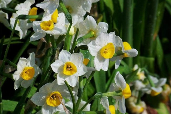 水仙葉子發(fā)黃要怎么辦