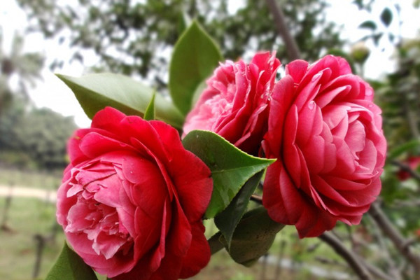 茶花落蕾怎么辦