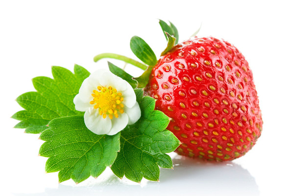 草莓的蟲(chóng)害防治