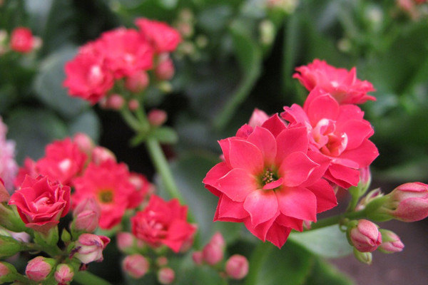 長壽花掉葉不開花，教你這樣養(yǎng)，再也不生病