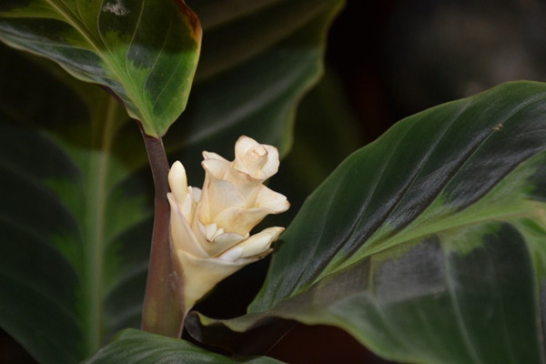 天鵝絨竹芋焦邊卷葉怎么回事