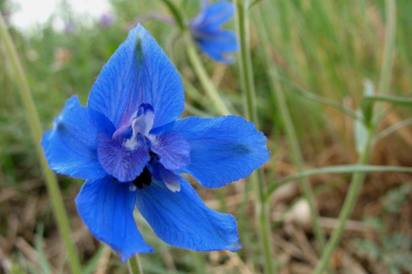 翠雀的病蟲害及其防治