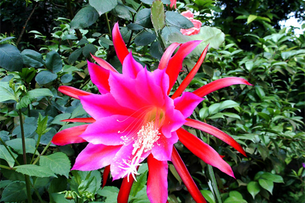 令箭荷花的病蟲(chóng)害及其防治