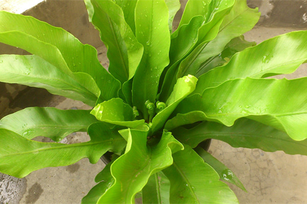 鳥巢蕨葉子發(fā)黃怎么處理