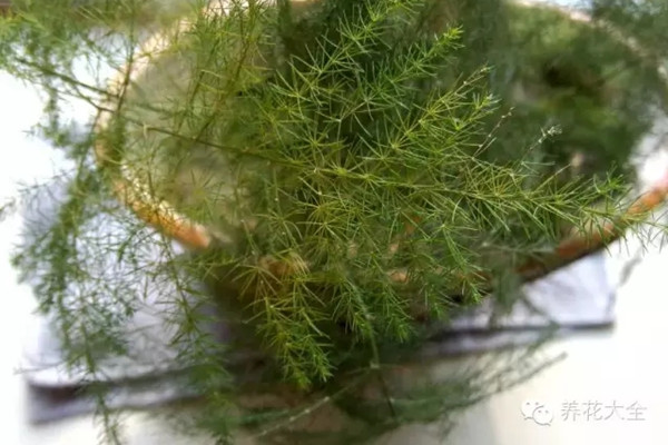 文竹冬天葉子發(fā)黃，到底咋解決