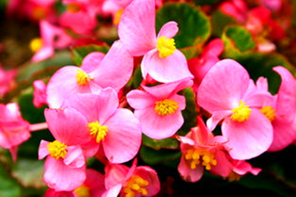 四季海棠的病蟲(chóng)害及其防治