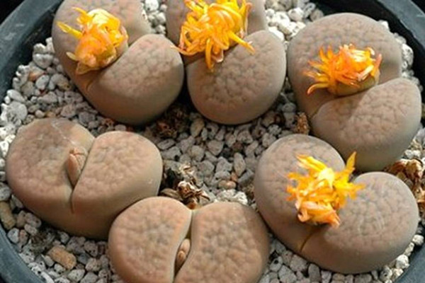 生石花皺了怎么辦