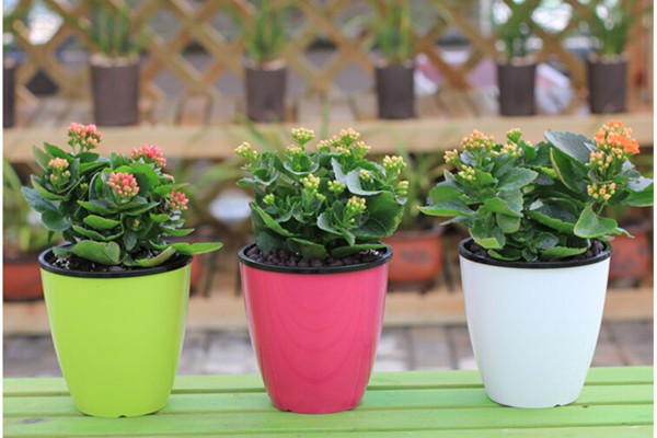 長壽花葉子變紅了，要緊嗎