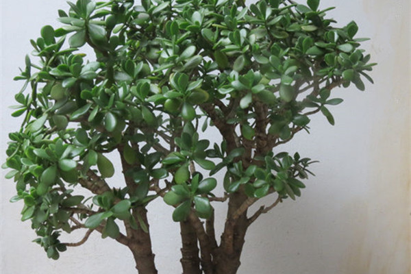 玉樹葉子發(fā)軟怎么辦