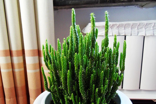 姬珊瑚徒長了要怎么辦