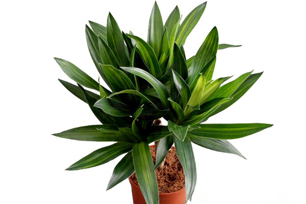 百合竹葉子發(fā)黃怎么辦