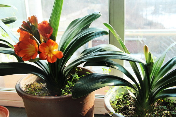 君子蘭不長葉子怎么辦