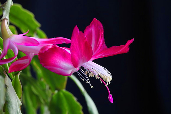 蟹爪蘭不開花要怎么辦