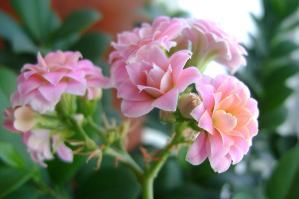 長壽花葉子枯萎怎么辦