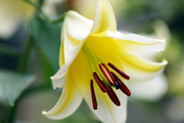 百合花為什么會不開花