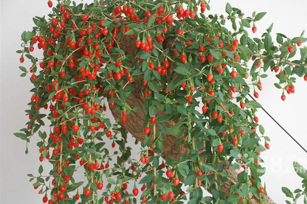 枸杞為什么會落花落葉落果