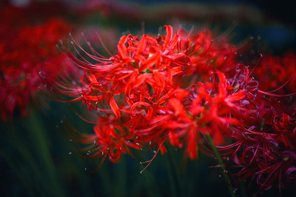 彼岸花不開花怎么辦