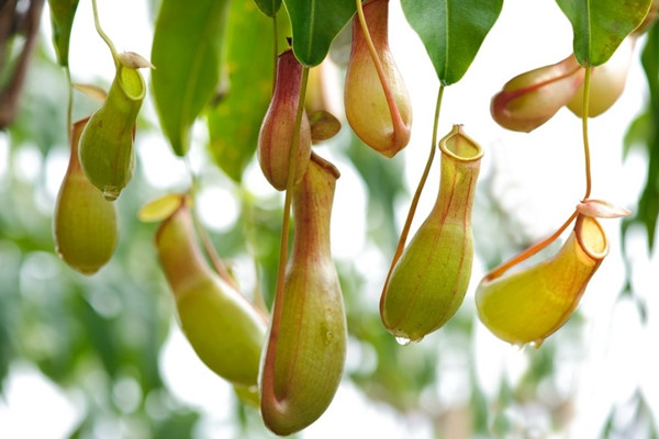 豬籠草籠子枯萎了怎么辦