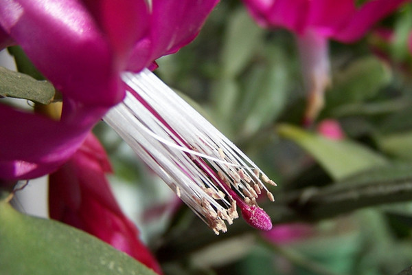 仙人指為什么會不開花