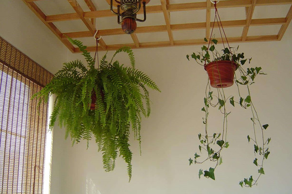 波斯頓蕨葉子干枯是怎么回事