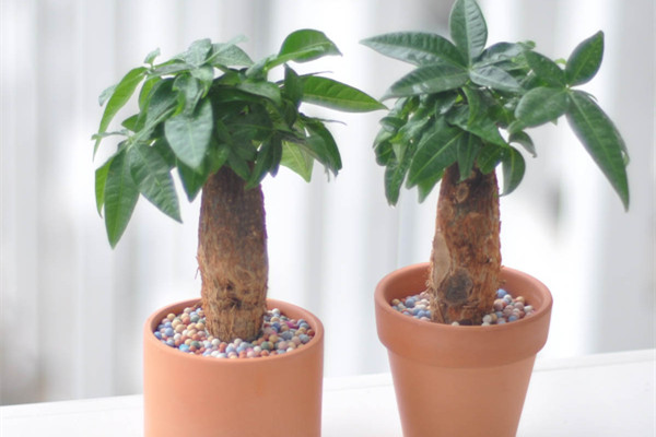 發(fā)財樹葉子卷曲怎么辦