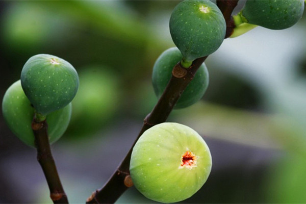 盆栽無花果為什么不結果