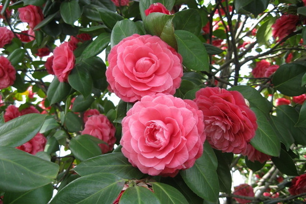 茶花爛根了怎么辦